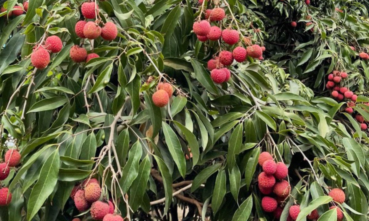 About Kunia Loa Ridge Farmlands