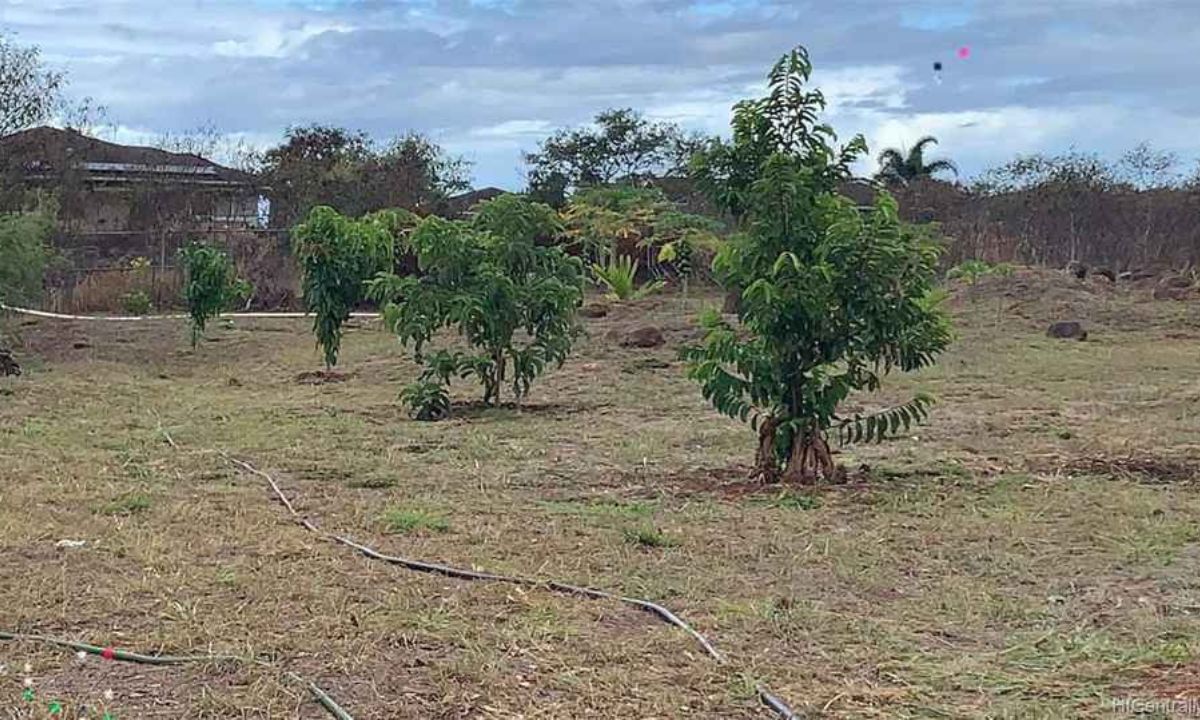 About Kunia Loa Ridge Farmlands