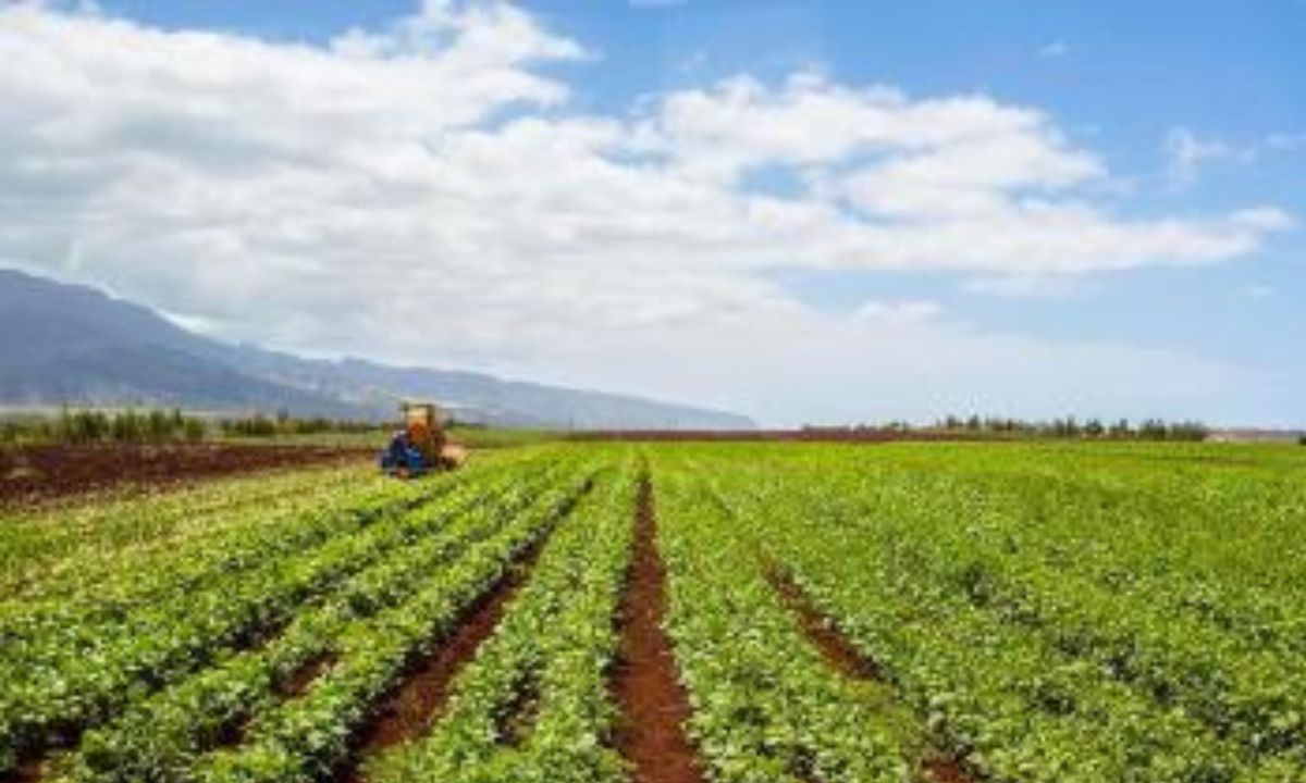 About Kunia Loa Ridge Farmlands